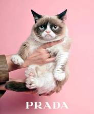 Grumpy Cat for Prada