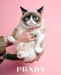 Grumpy Cat for Prada